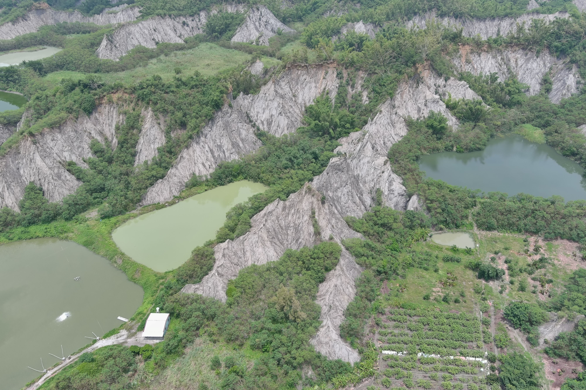 圖三　牛埔地區常見的惡地與農塘地景。民國113年拍攝。